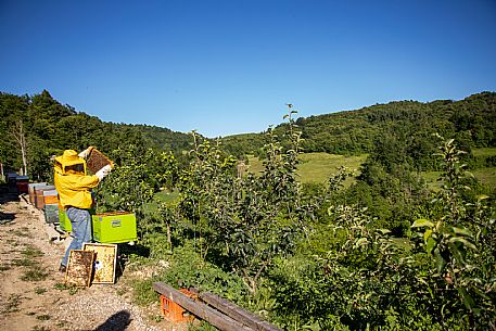 Apiculture in Alta Langa